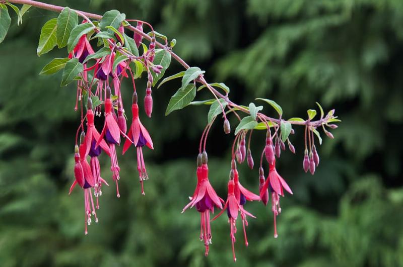 Fuchsia magellanica Gracilis- обичка зимоустойчива (1567)